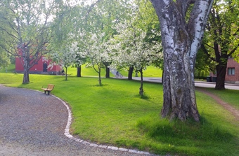 Forskere oppfordrer verdenslederne til å investere i byskoger