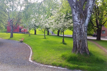 Forskere oppfordrer verdenslederne til å investere i byskoger