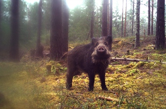 Villsvinet holder stand i Norge