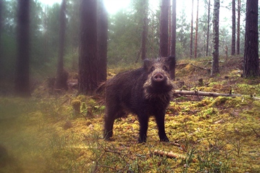 Villsvinet holder stand i Norge