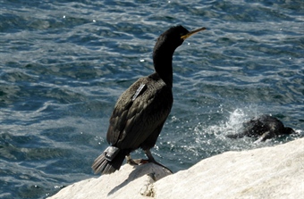 Loggers attached to birds can affect foraging behaviour