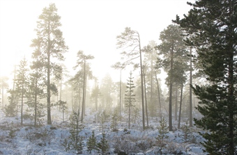 Lanserer ny oversikt over trua natur i Norge