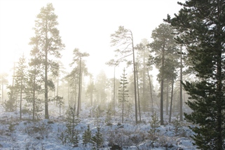 Lanserer ny oversikt over trua natur i Norge