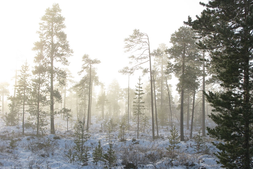 Lanserer ny oversikt over trua natur i Norge