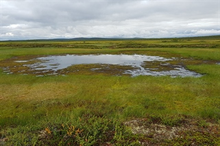Går det åt skogen med myra?