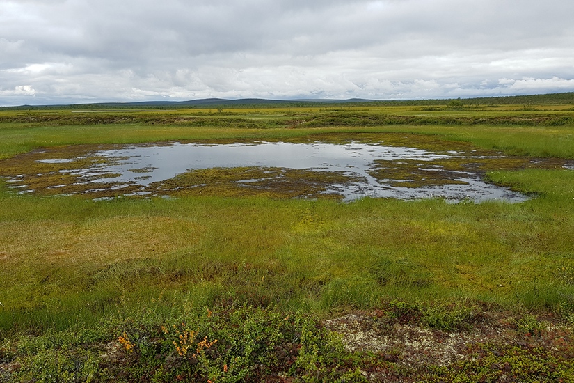 Går det åt skogen med myra?