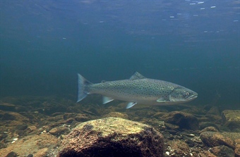 Høy lakselusbelastning på sjøørret i 2024 og 2025