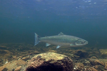 Høy lakselusbelastning på sjøørret i 2024 og 2025