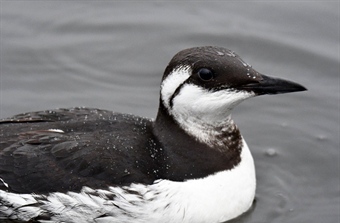 Havoppvarming truer sjøfugl i Nord-Atlanteren