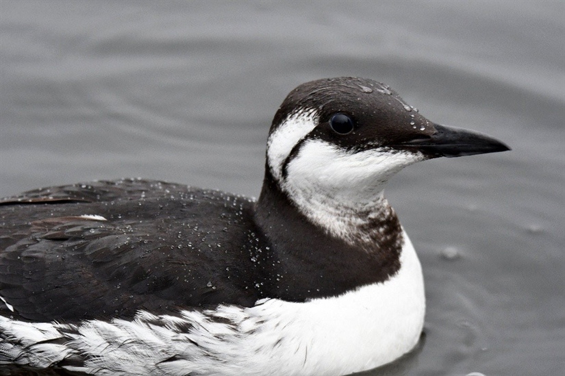 Havoppvarming truer sjøfugl i Nord-Atlanteren