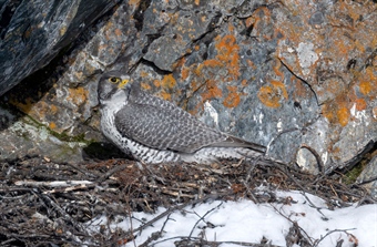 Jaktfalk og jegere konkurrerer om rypa i Finnmark