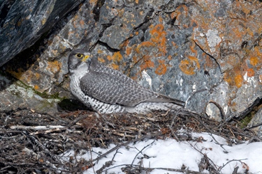 Jaktfalk og jegere konkurrerer om rypa i Finnmark
