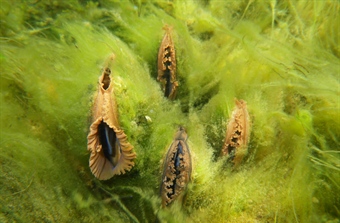 De små muslingene som bærer store økosystemer