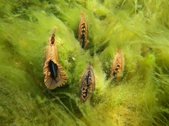 De små muslingene som bærer store økosystemer