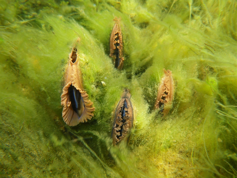 De små muslingene som bærer store økosystemer