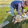NINA-forskerne Eivind Flittie Kleiven og Nina E. Eide installerer ei kamerafelle for å registrere hvor mange smågnagere som passerer gjennom dem. Fellene steines inn for å sikre at de står stødig og for å hindre at snø drifter inn og dekker til linsa
