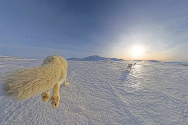 Vil knytte fjellrevene i Norge tettere sammen