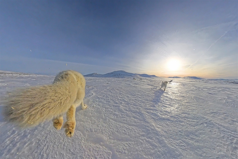 Vil knytte fjellrevene i Norge tettere sammen