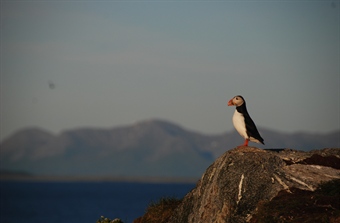 Nytt verktøy skal hindre kræsj mellom sjøfugl og industri
