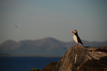 Nytt verktøy skal hindre kræsj mellom sjøfugl og industri