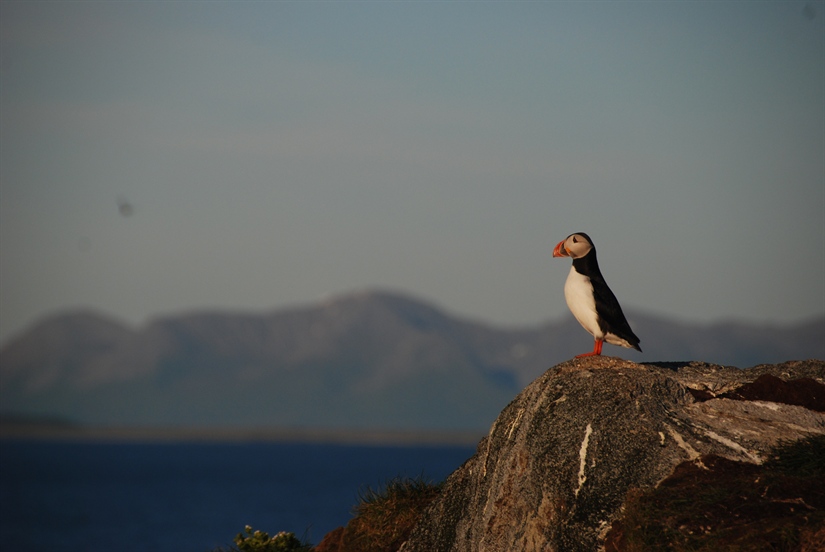 Nytt verktøy skal hindre kræsj mellom sjøfugl og industri