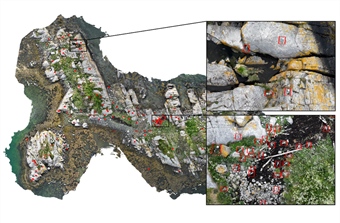 Drones and artificial intelligence bring new precision to seabird monitoring