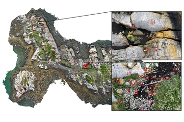 Drones and artificial intelligence bring new precision to seabird monitoring