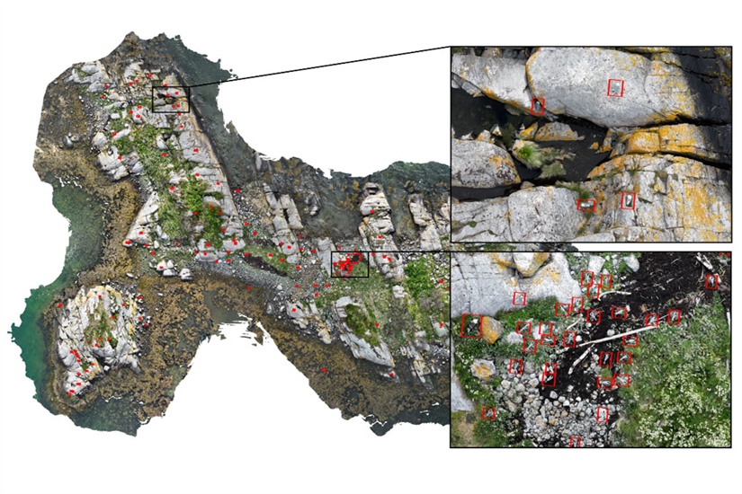 Drones and artificial intelligence bring new precision to seabird monitoring