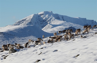 Villrein trues av innavl og gener fra tamrein