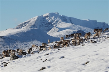 Villrein trues av innavl og gener fra tamrein