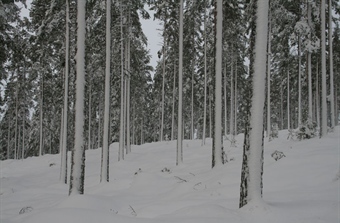 Doktorgrad om maktforhold i norsk skogforvaltning
