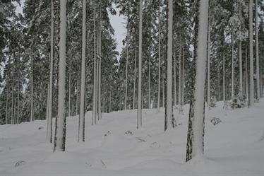 Doktorgrad om maktforhold i norsk skogforvaltning