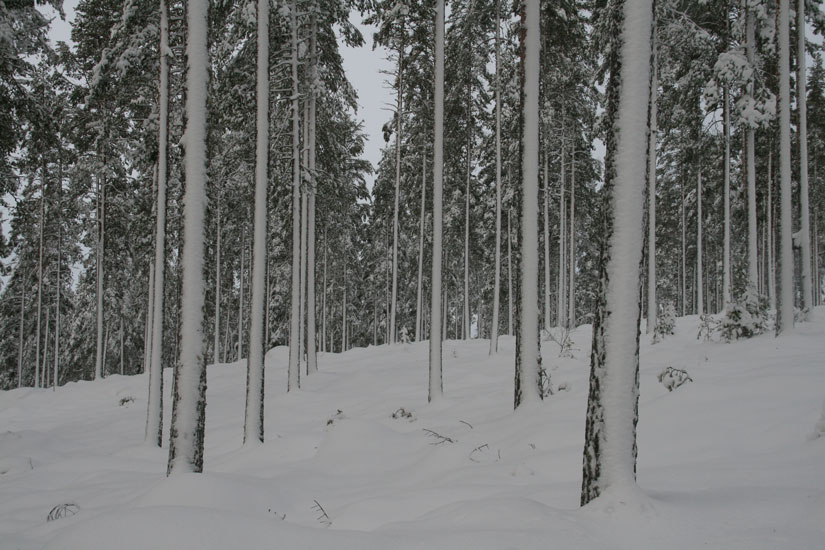 Doktorgrad om maktforhold i norsk skogforvaltning