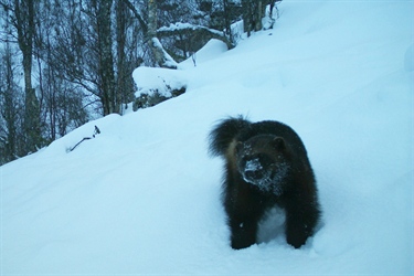 Foreslår flytting av rovdyrmål fra nord til sør