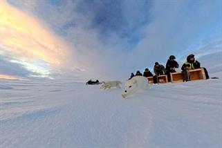 Fjellrever tok charterfly til Nord-Norge