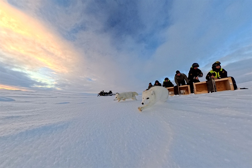 Fjellrever tok charterfly til Nord-Norge