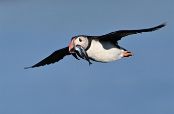 As oceans warm, seabirds struggle – but not everywhere