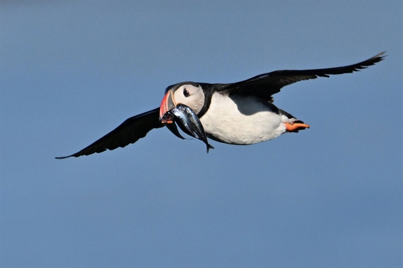 As oceans warm, seabirds struggle – but not everywhere