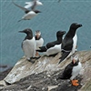 Auks mainly eat fish, but they can also take other prey species. Standing on this rock are common guillemots on each side, razorbills in the middle and Atlantic puffins in the fore- and background. Photo © Rob Barrett