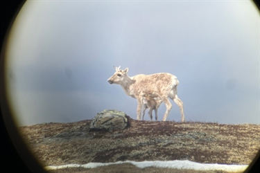 Villreinkalver dør allerede før fødselen