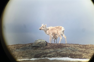 Villreinkalver dør allerede før fødselen