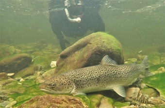 Her ser du hvor mye laks og sjøørret det er i elvene våre