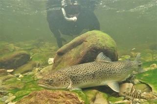 Her ser du hvor mye laks og sjøørret det er i elvene våre