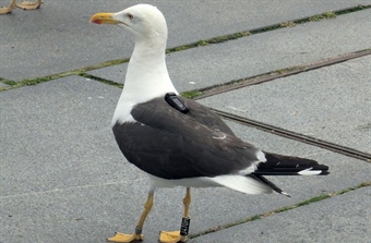 Nyutviklet festemetode for loggere på fugl