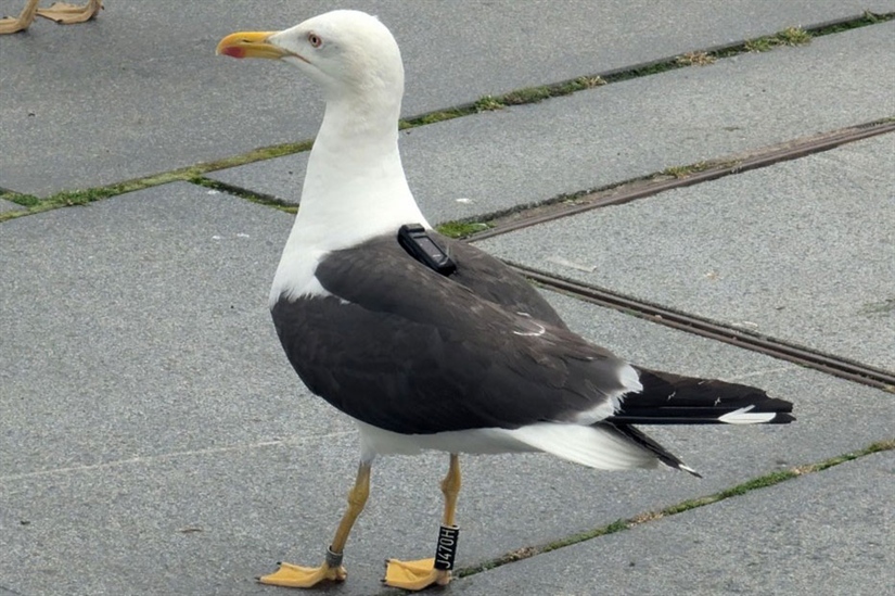 Nyutviklet festemetode for loggere på fugl