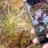 Er du en av dem som tar med telefonen på tur, og registrerer planter og dyr? Delta i spørreundersøkelse om folkeforskning. Foto: Camilla Næss/NINA