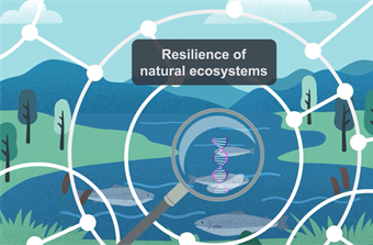 Hva skjer med genetisk mangfold når livet i innsjøer re-startes etter rotenonbehandling?