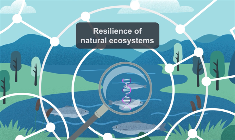Hva skjer med genetisk mangfold når livet i innsjøer re-startes etter rotenonbehandling?