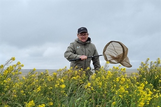 Første humle funnet på Falklandsøyene
