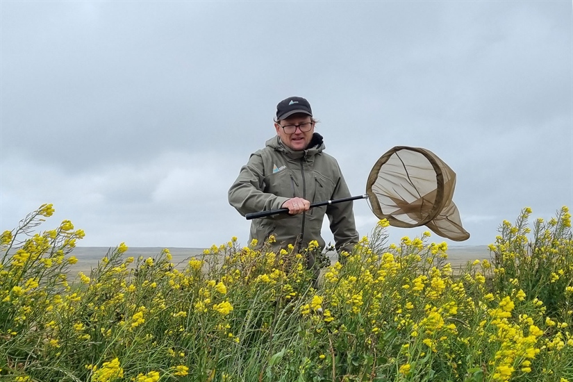 Første humle funnet på Falklandsøyene